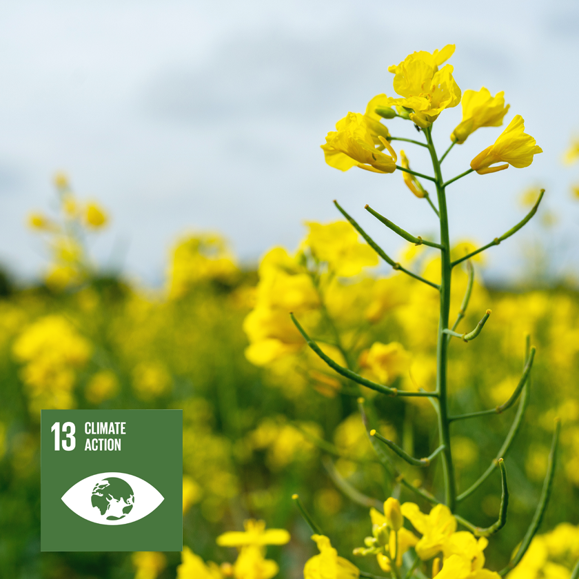 Image And Text 840X840 Sdg 13