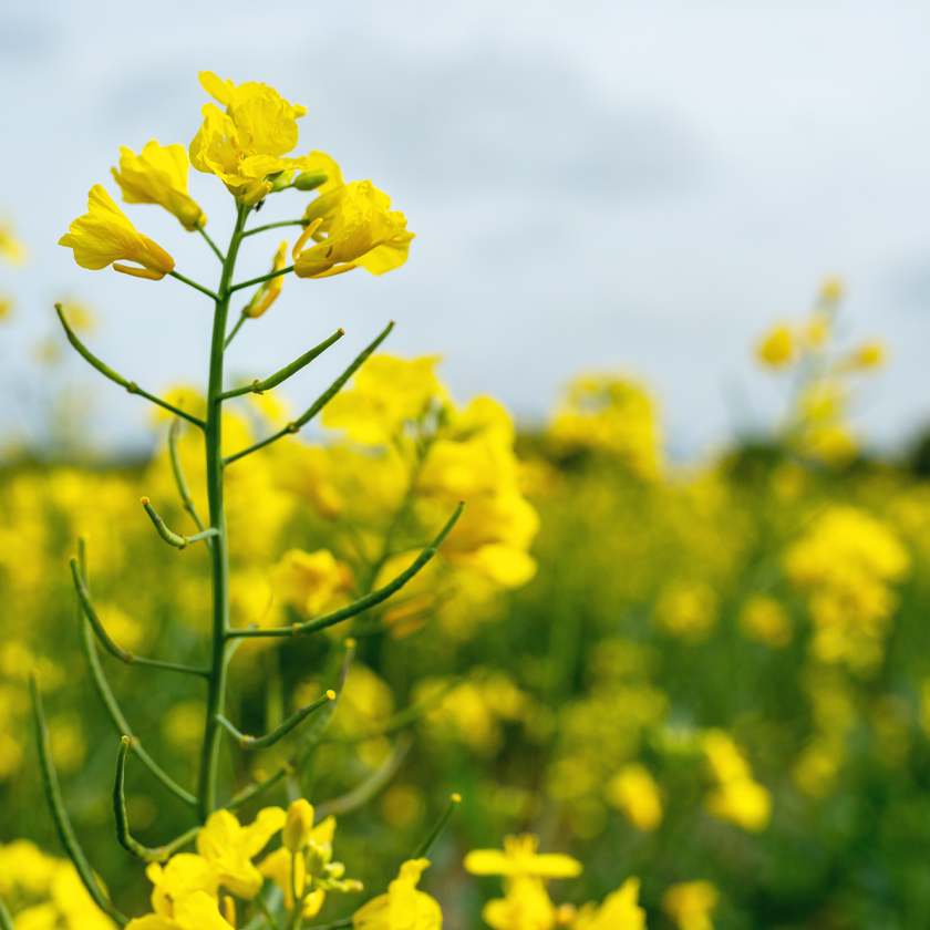 Image And Text 840X840 Rapeseed Flower Sweden